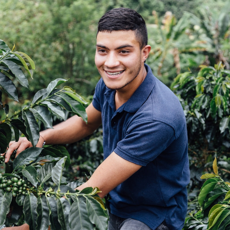 チョコ135BRILLANTE半円パイピングポケットデザインAラインOP Colombia • Jose Vasquez – Opo Coffee